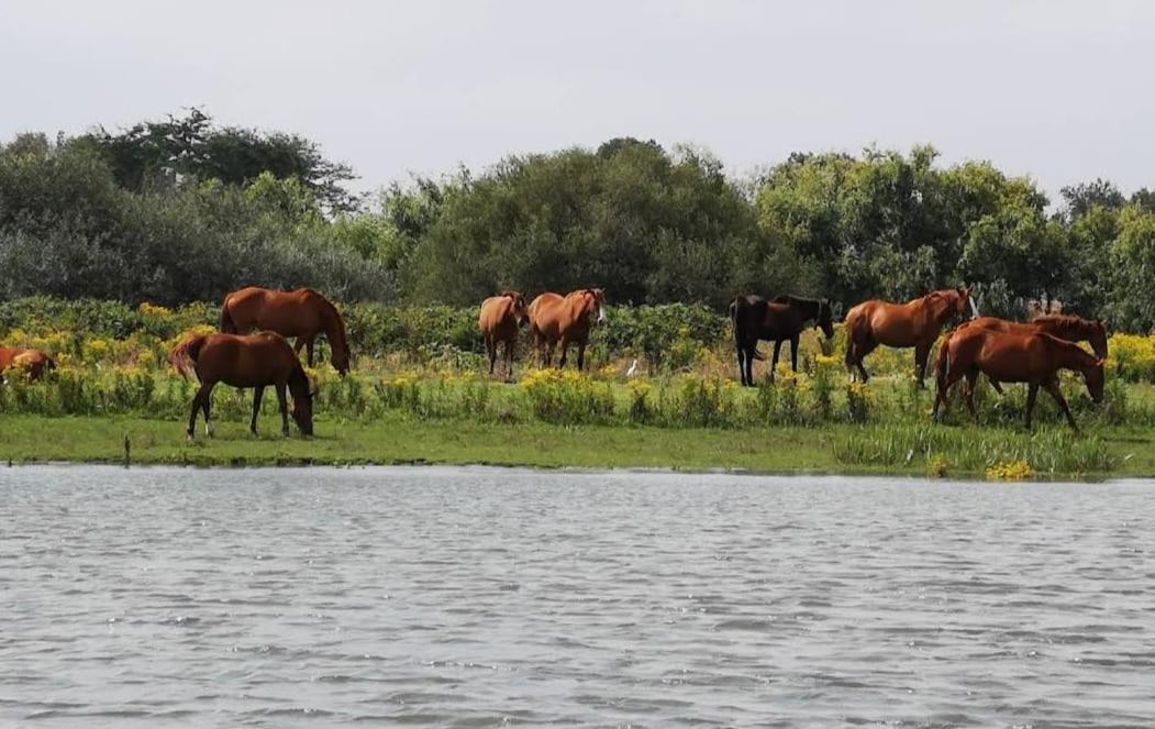 Quinta Marinhais Para Ferias No Ribatejo Esterno foto
