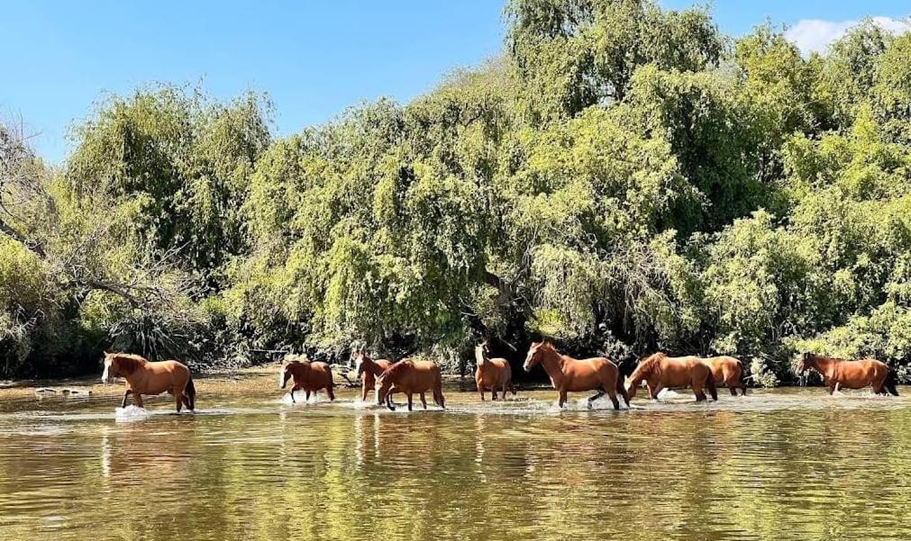 Quinta Marinhais Para Ferias No Ribatejo Esterno foto