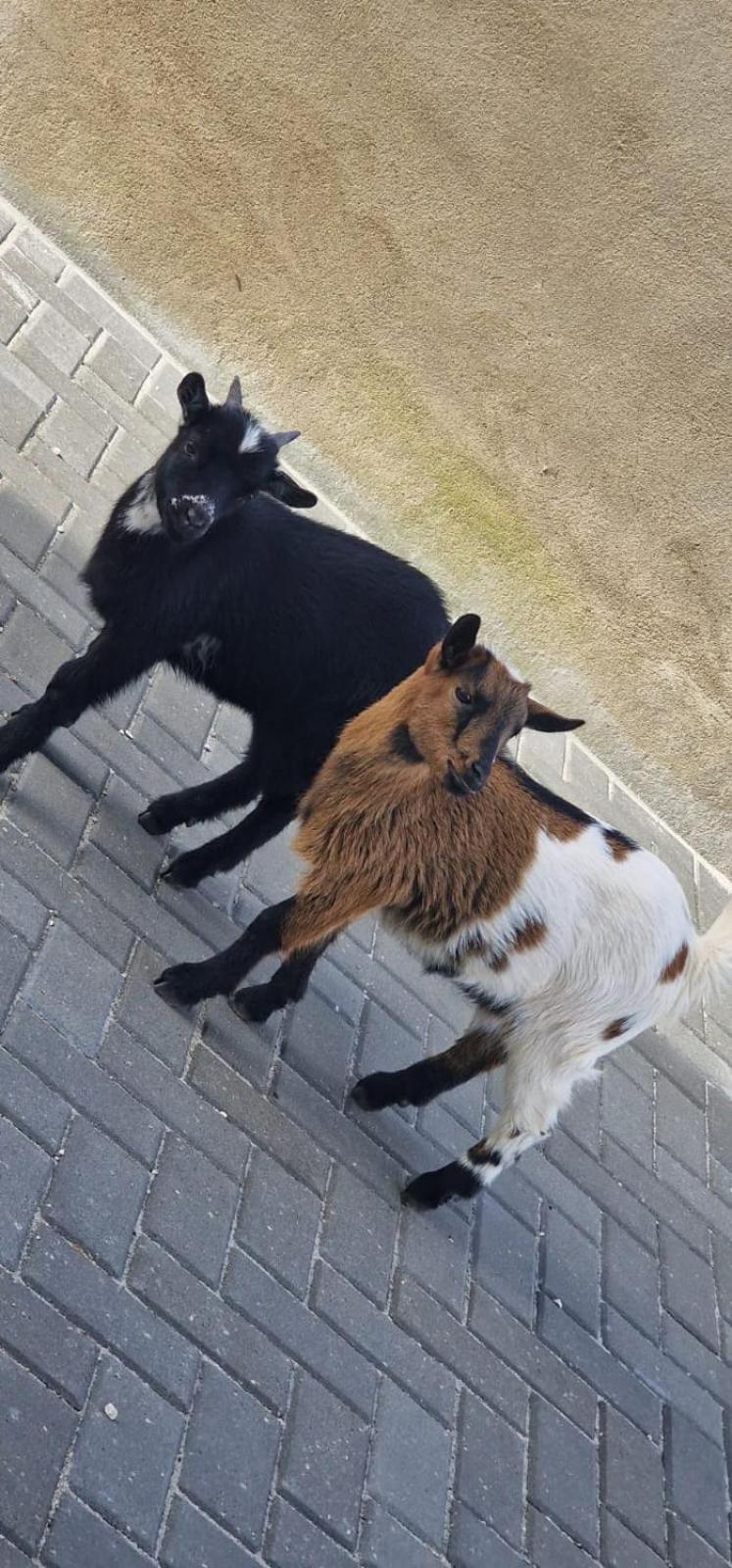 Quinta Marinhais Para Ferias No Ribatejo Esterno foto